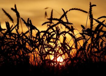 FILE PHOTO: Wheat is seen during sunset in a field of the Solgonskoye farming company in the village of Solgon, Russia, in this September 6, 2014 file photo. REUTERS/Ilya Naymushin/Files/File Photo