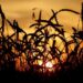 FILE PHOTO: Wheat is seen during sunset in a field of the Solgonskoye farming company in the village of Solgon, Russia, in this September 6, 2014 file photo. REUTERS/Ilya Naymushin/Files/File Photo