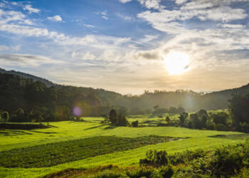 sunset in rice farm field thailand