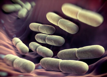 Lactobacillus bulgaricus bacteria. They are rod-shaped, gram-positive bacteria. They grow in acid media & produce lactic acid from the fermentation of carbohydrates. Lactic acid produced by the fermentation of milk is responsible for the preservation & flavour of cheese, yoghurt & other fermented milk products. The bacteria are found in fermenting animal & plant products & in the alimentary tract & vagina of humans & other animals, where they serve a protective role against more dangerous bacteria.