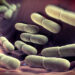 Lactobacillus bulgaricus bacteria. They are rod-shaped, gram-positive bacteria. They grow in acid media & produce lactic acid from the fermentation of carbohydrates. Lactic acid produced by the fermentation of milk is responsible for the preservation & flavour of cheese, yoghurt & other fermented milk products. The bacteria are found in fermenting animal & plant products & in the alimentary tract & vagina of humans & other animals, where they serve a protective role against more dangerous bacteria.