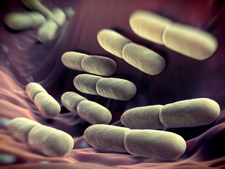 Lactobacillus bulgaricus bateria