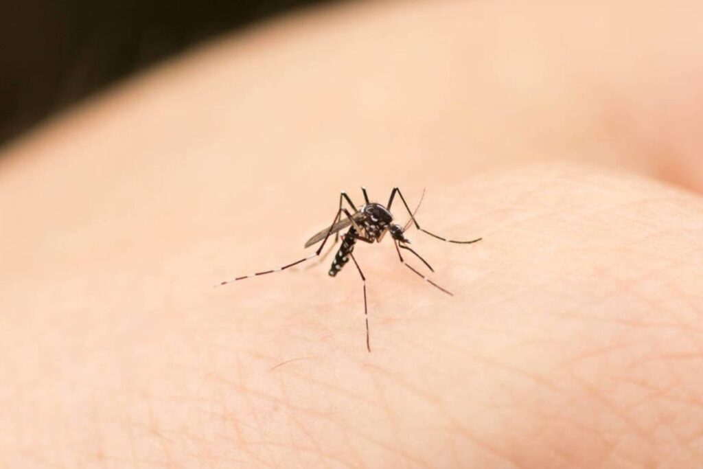 encefalitis-equina-del-este-sintomas-se-contagia-por-picadura-de-mosquito