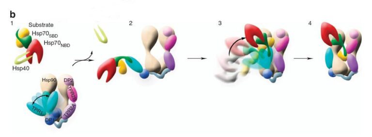 Microscopia-electronica-en-3D-revela-un-mecanismo-de-plegamiento-de-proteinas