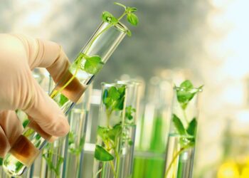 Close-up of small plants in test tubes
