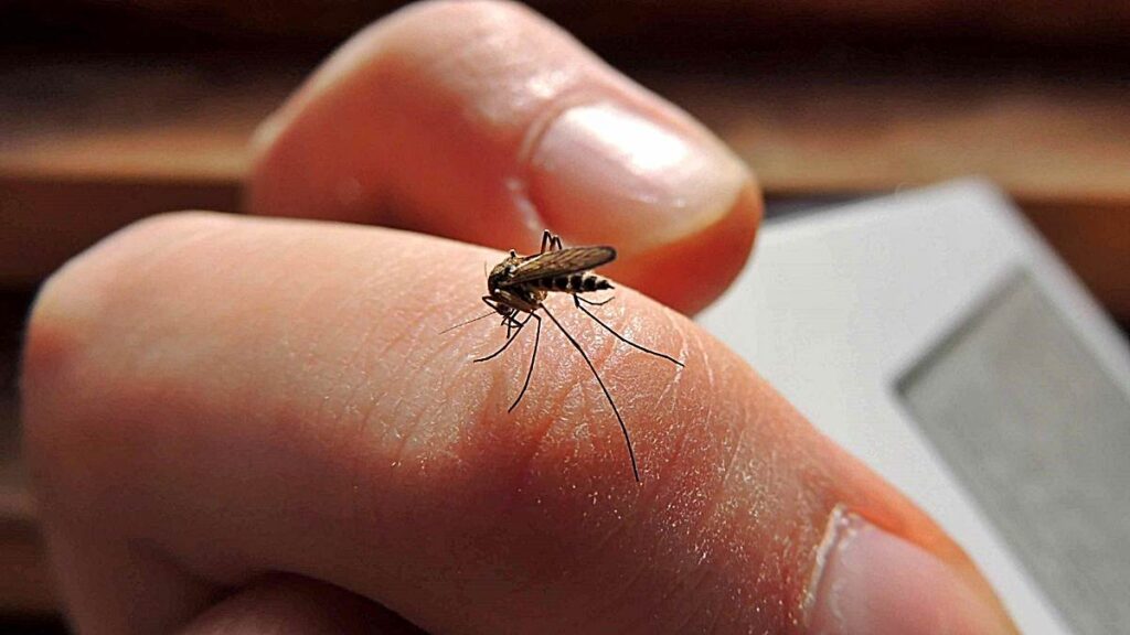 como-se-transmite-dengue-contagio-b-1