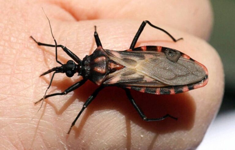 La-adaptacion-del-sistema-inmunitario-durante-el-embarazo-previene-el-chagas