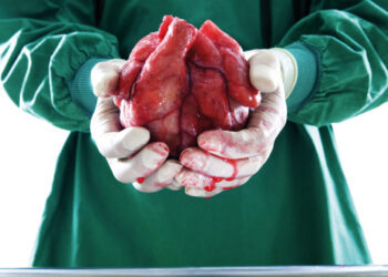 Surgeon, detail, hands, heart, holds,    Series, man, doctor, occupation, fixed occupation, doctors, heart surgeon, specialist, OP-Kleidung, gloves, OP, transplant, heart transplant, organ transplant, organ, donor organ, donor heart, organ donation, healt