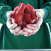 Surgeon, detail, hands, heart, holds,    Series, man, doctor, occupation, fixed occupation, doctors, heart surgeon, specialist, OP-Kleidung, gloves, OP, transplant, heart transplant, organ transplant, organ, donor organ, donor heart, organ donation, healt