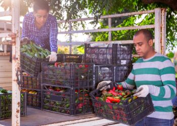 Man and woman load boxes of ripe bell peppers into the back of a truck