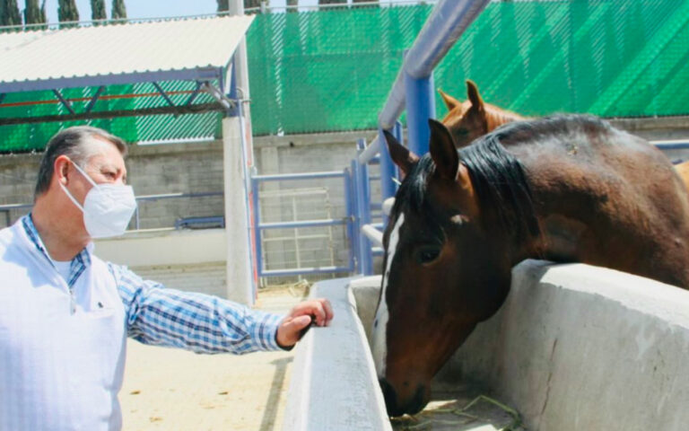 Caballos-sedena-birmex-0227