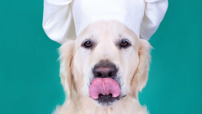 img_recetas-caseras-perros-1280x720