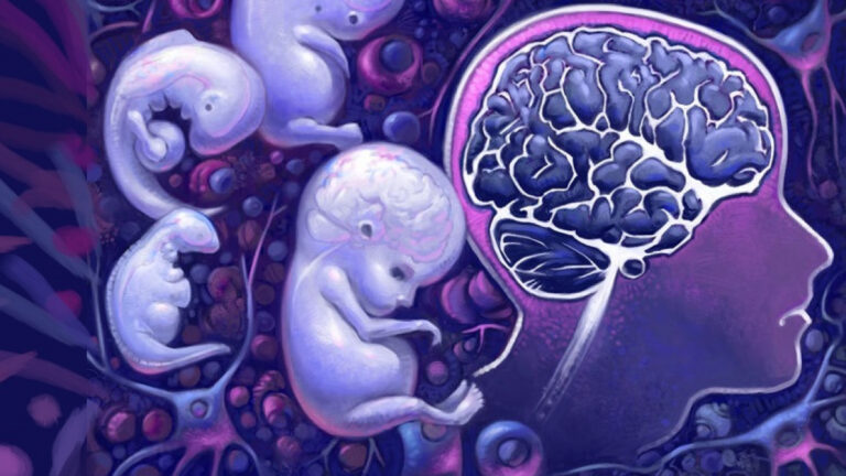 cerebro-feto-aborto-wide