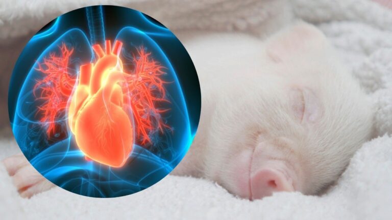 trasplantan-con-exito-el-corazon-de-un-cerdo-a-un-humano-1-min
