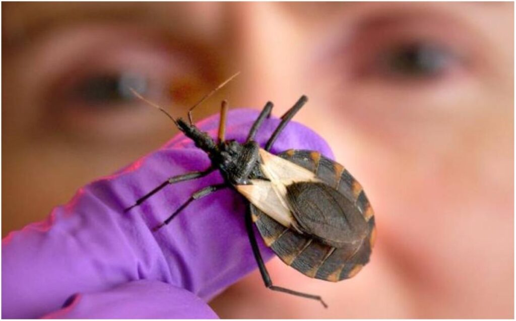 enfermedad-de-chagas