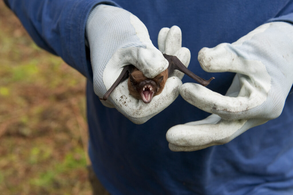 Common Noctule (Nyctalus noctula) mouth open, held by conservationist, close up, Norfolk, UK