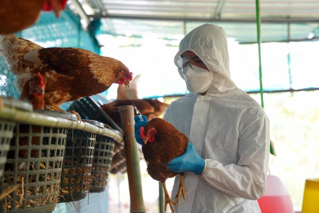 Mexico-consigue-frenar-la-gripe-aviar-