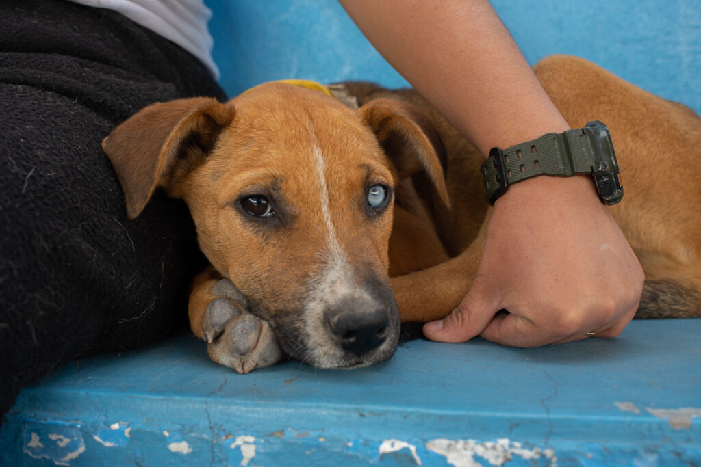 Realiza-municipio-de-El-Marques-Campana-Masiva-de-Esterilizacion-2022-8
