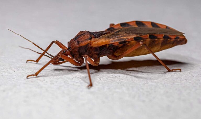 chagas001