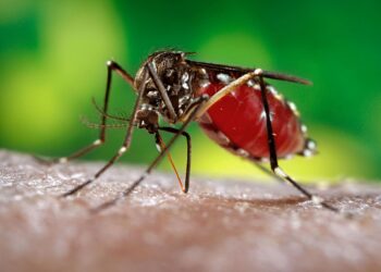 mosco virus del chikungunya