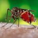 mosco virus del chikungunya