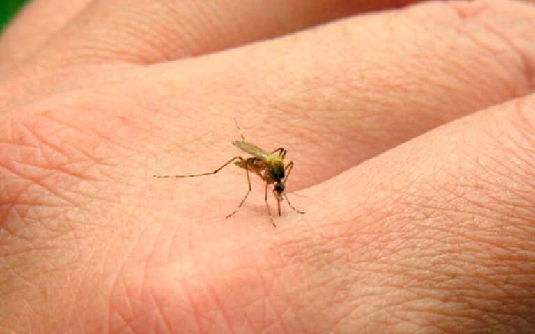 mosco dengue