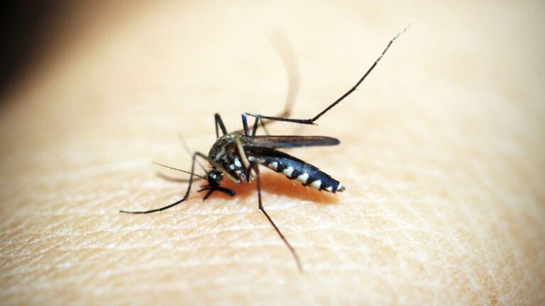 mosquito-dengue-como-identificarlo