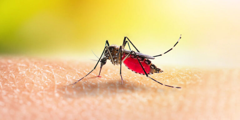 dengue