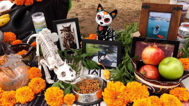 ofrenda-para-mascotas