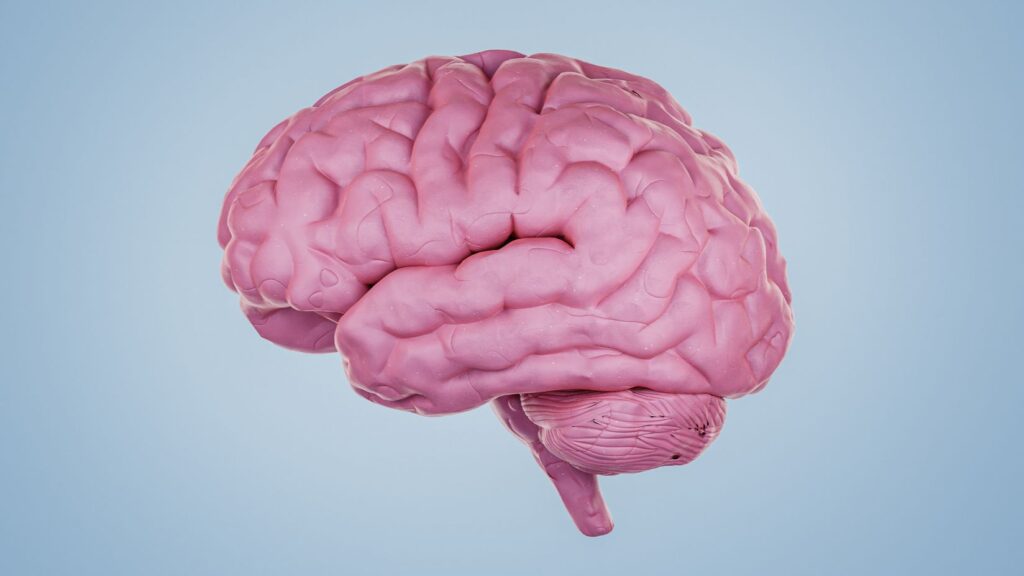 cerebro