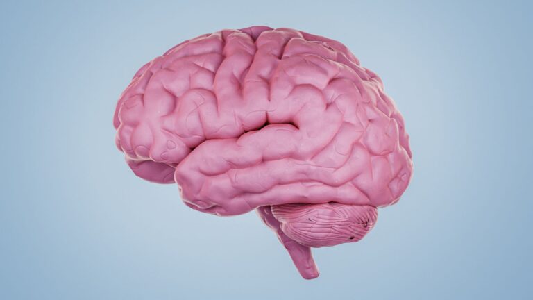cerebro
