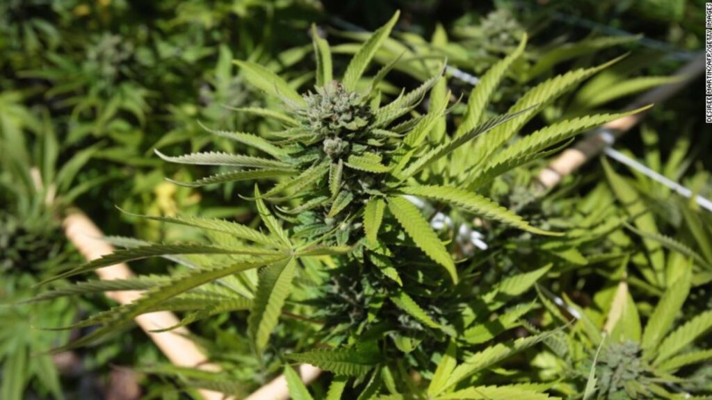 marihuana
