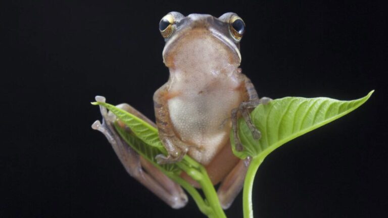 anfibios