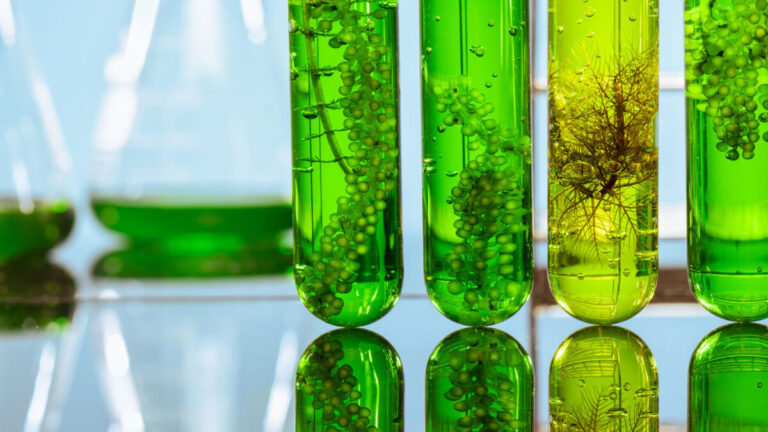 microalgas