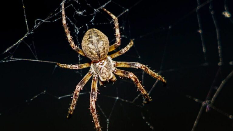 araña