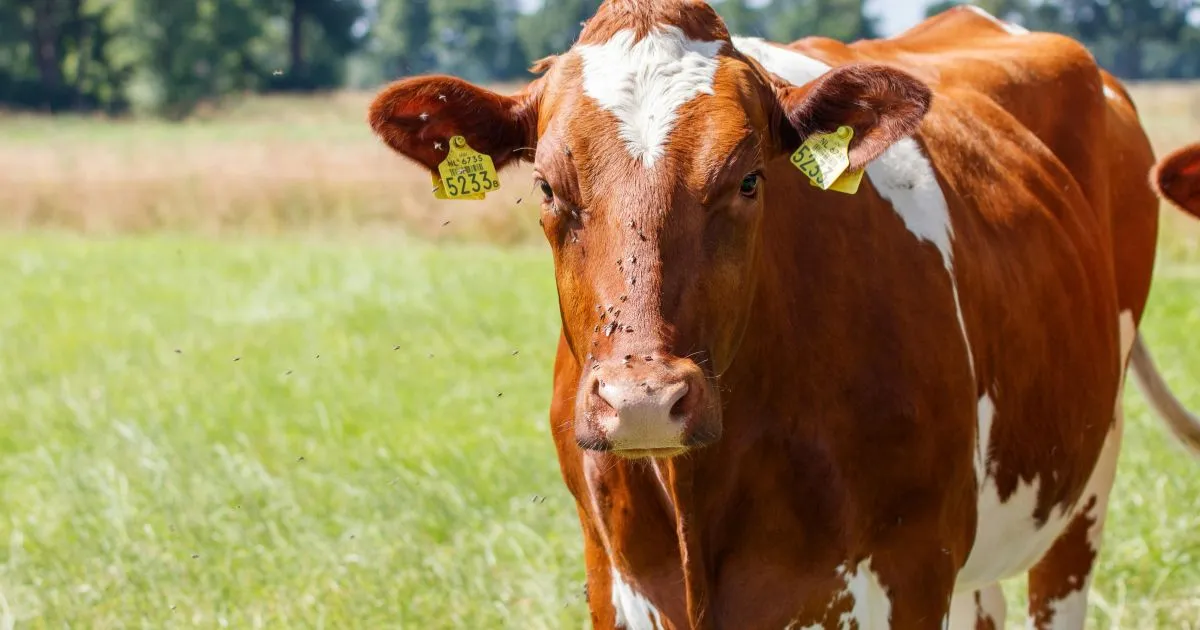 Investigadores estudian la eficacia de Protecto Max como repelente de plagas en animales domésticos como el gusano barrenador.