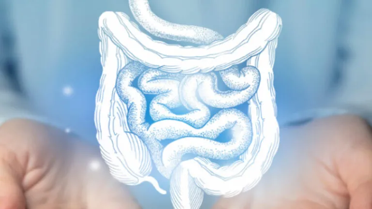 intestino