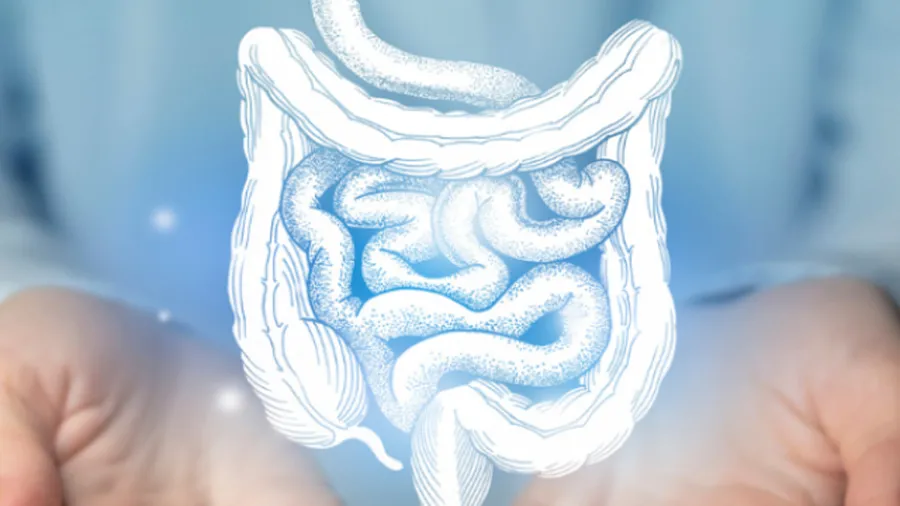 intestino