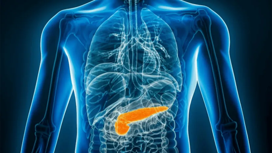 pancreas