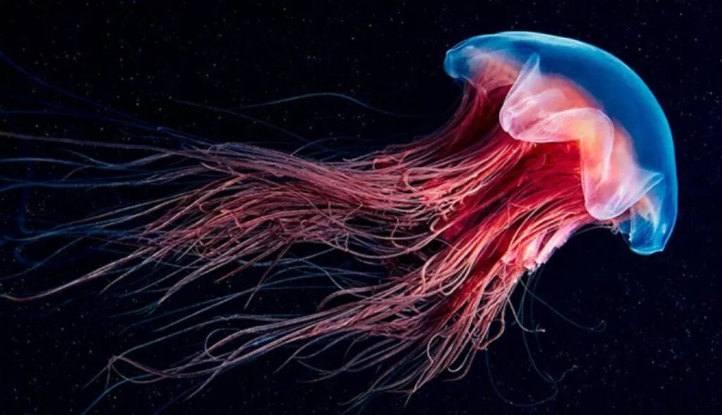 medusas
