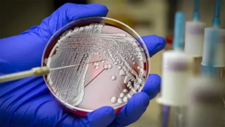 bacteria