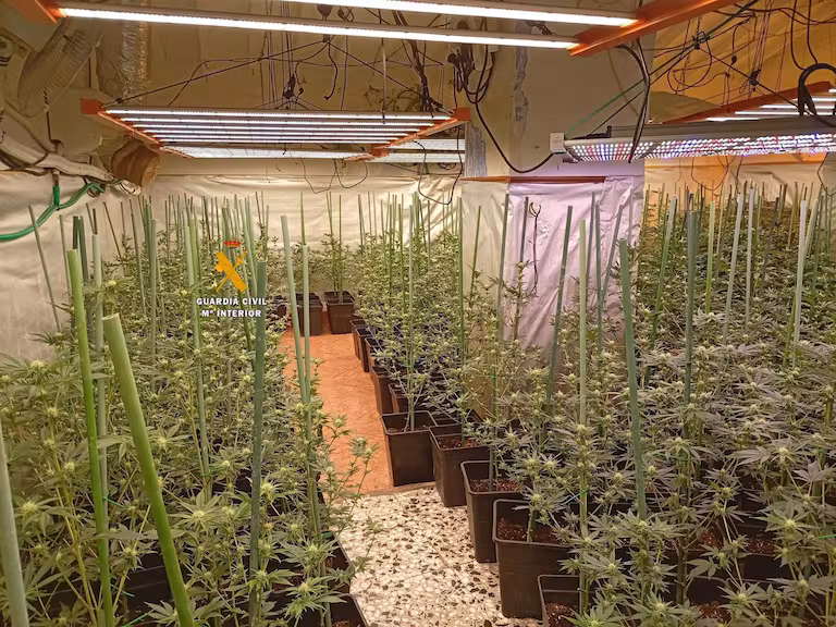 marihuana