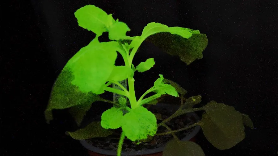 plantas