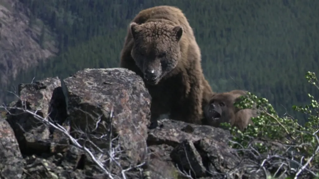 oso