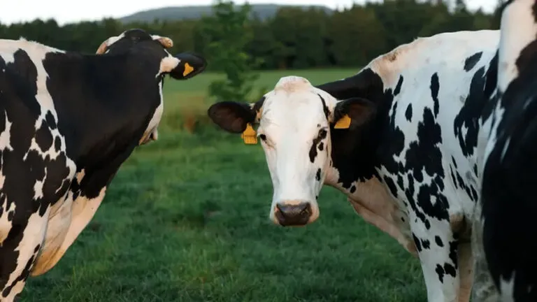 vacas