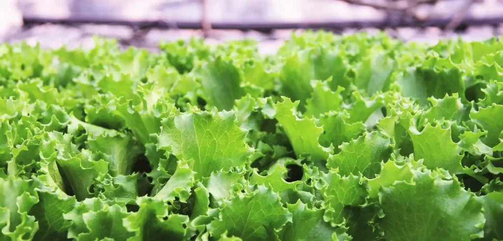 Lechuga