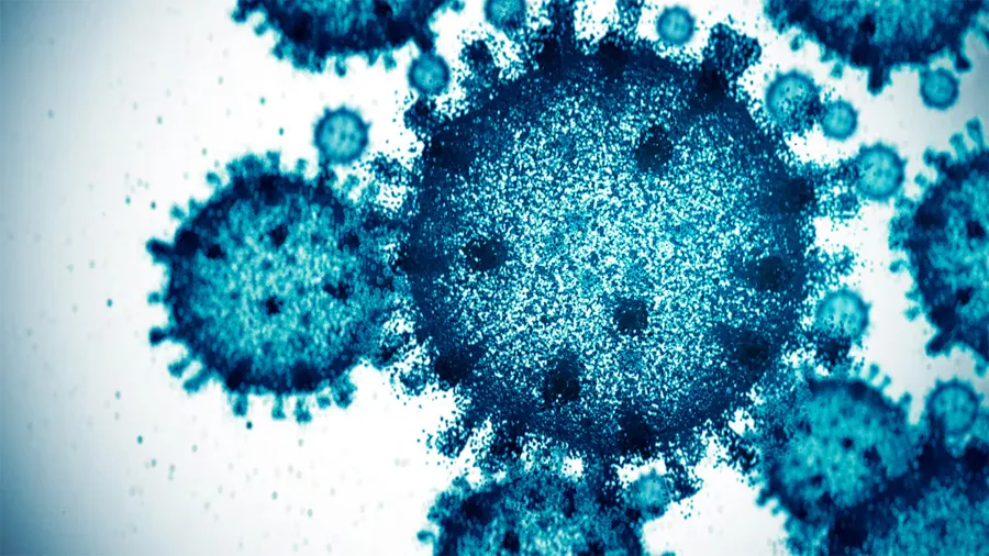 bacteria