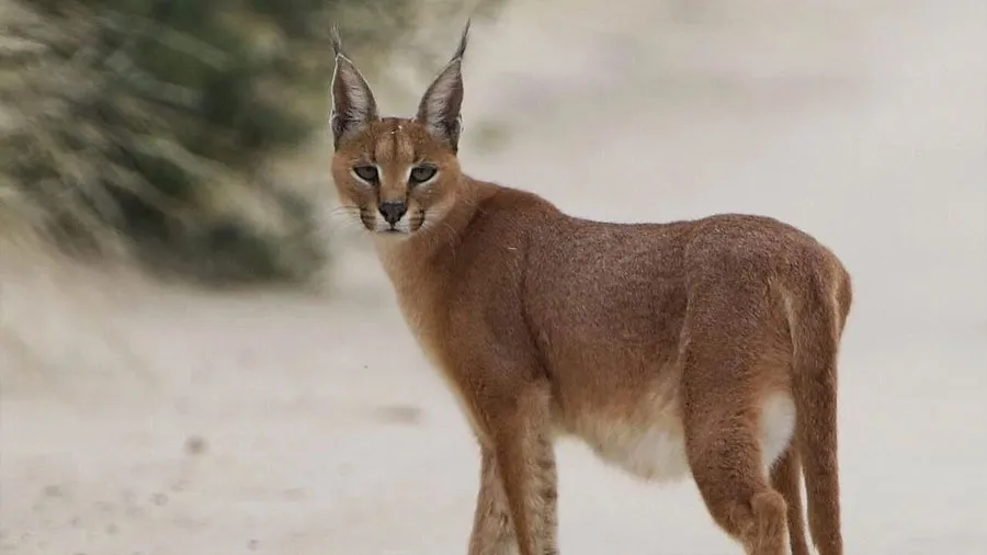 caracal