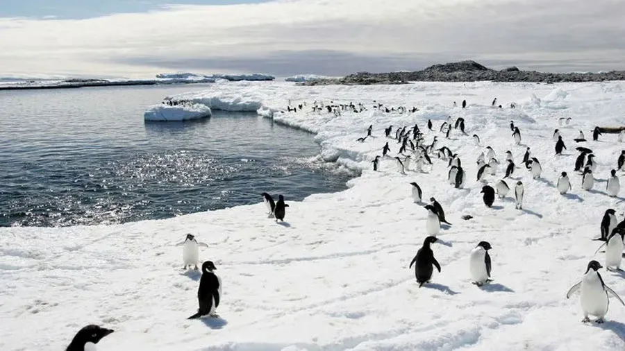 pinguinos
