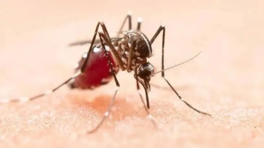dengue